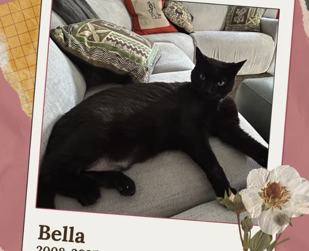 Remembering Bella 🕊️