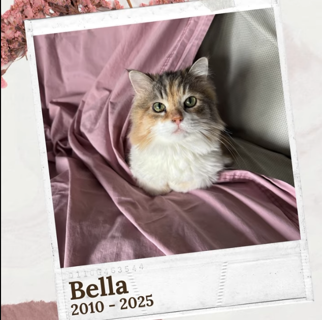 Remembering Bella