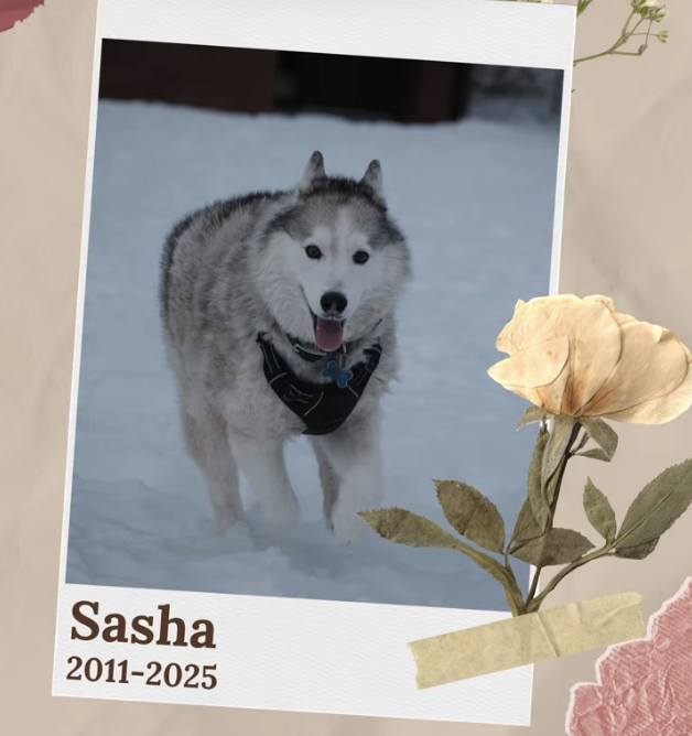 Remembering Sasha