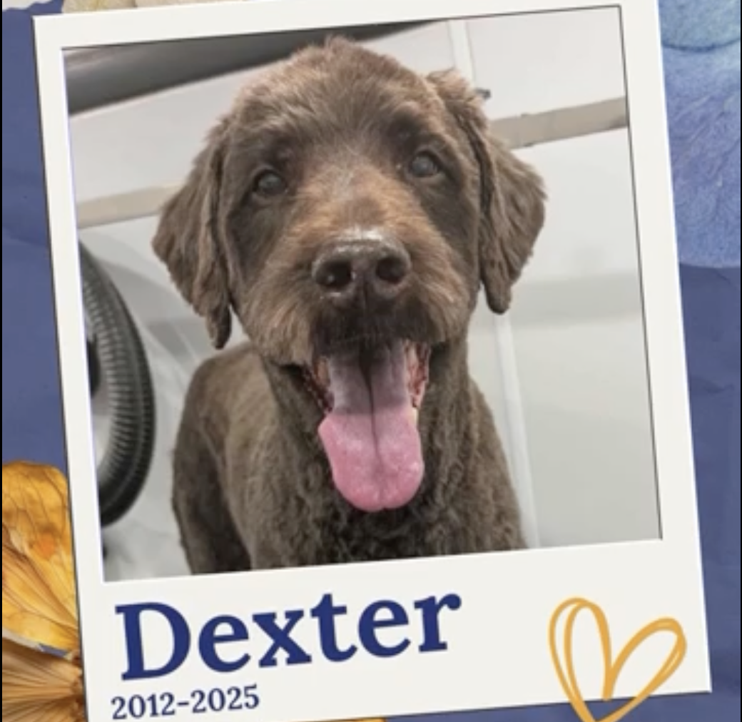 Remembering Dexter