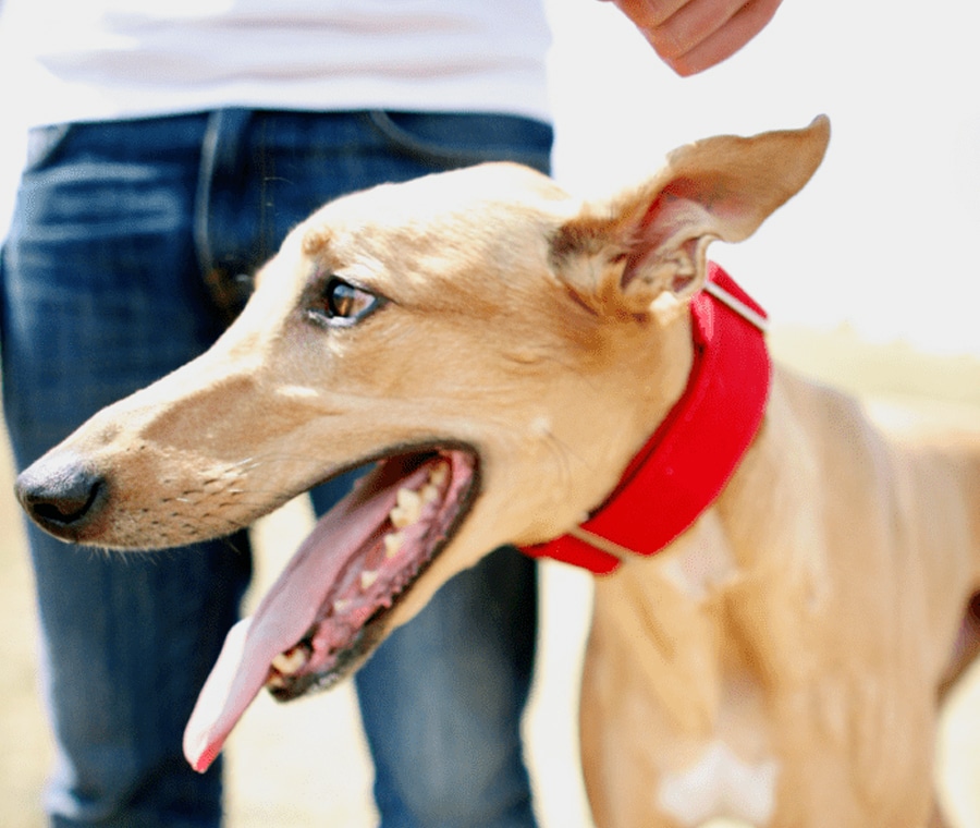 A tan greyhound with a red collar stands outdoors, panting with its tongue out. The dog is looking to the side. The legs and partial torso of a person in jeans and a white shirt are visible in the background, holding the dog's leash, possibly waiting for their next visit to the veterinarian.