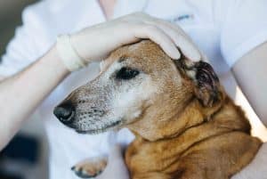 A veterinarian wearing gloves gently examines a senior brown dog, resting a hand on the dog's head. The dog appears calm and relaxed during the check-up.