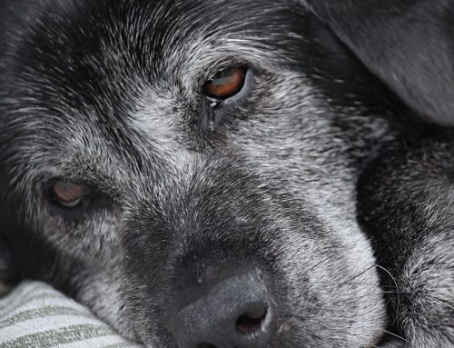 How to Assess Your Pet’s Quality of Life