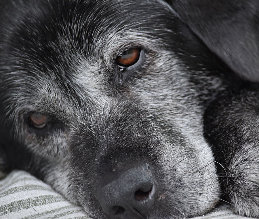 Close-up of an elderly black dog with a white muzzle, resting its head on a pillow. The dog has soulful brown eyes with flecks of gray in its fur, conveying a sense of calm and wisdom.