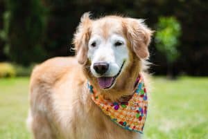 A golden retriever wearing a colorful bandana stands on green grass. The background is blurred with foliage. The dog's tongue is out, and it looks content and happy.