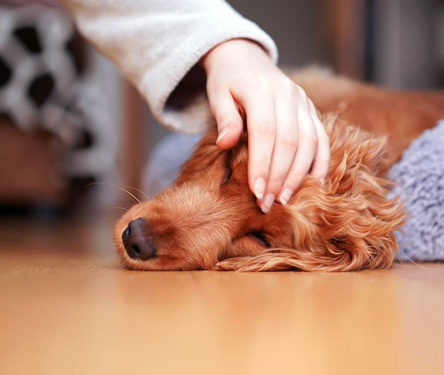 A brown dog is resting on a wooden floor, eyes closed, with a fluffy blanket nearby. A hand gently pets the dog's head, conveying a sense of comfort and relaxation.