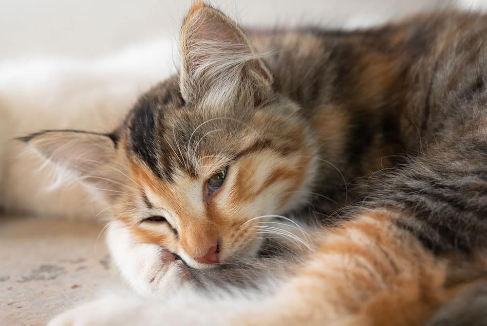 Close-up of a fluffy cat with orange, black, and white fur lying down. The cat's eyes are partially closed, and it appears relaxed, resting its head on its paw. The background is a soft-focus neutral color.