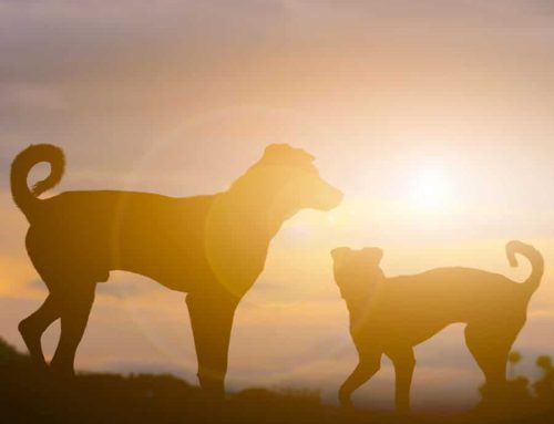 Over the Rainbow Bridge: A Place of Peace and Reunion