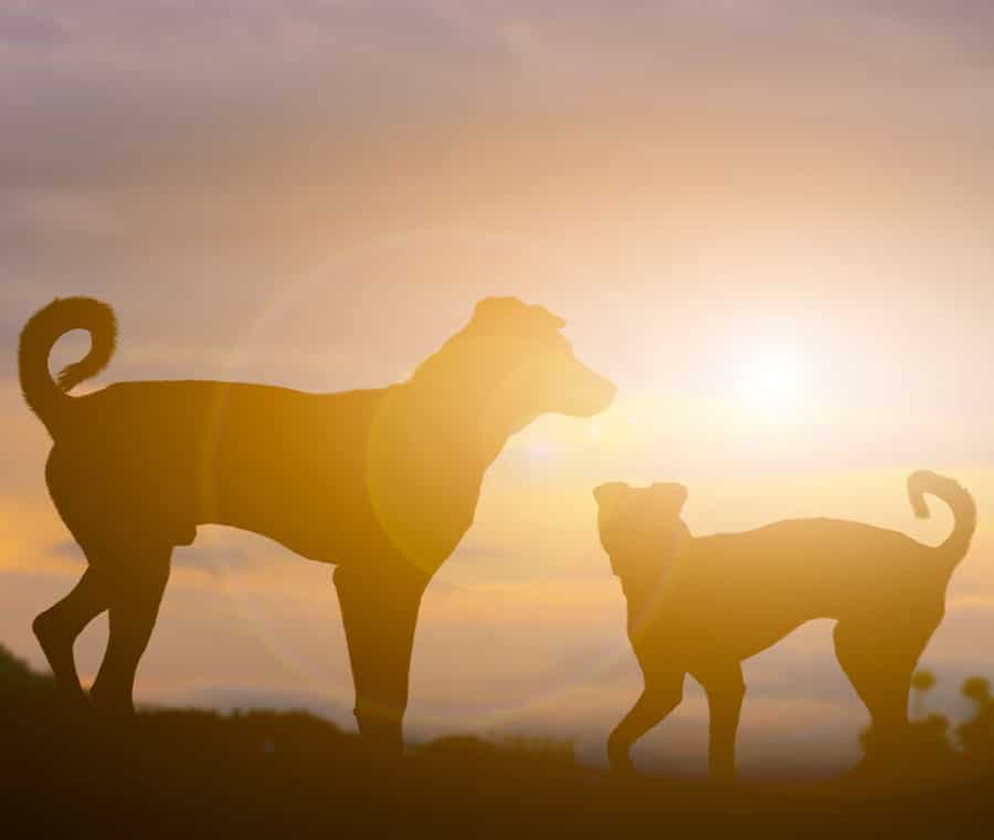 Silhouettes of two dogs standing on a hill during a sunset, facing each other. The sky is a mix of orange and yellow hues, with the sun creating a soft glow around the dogs.