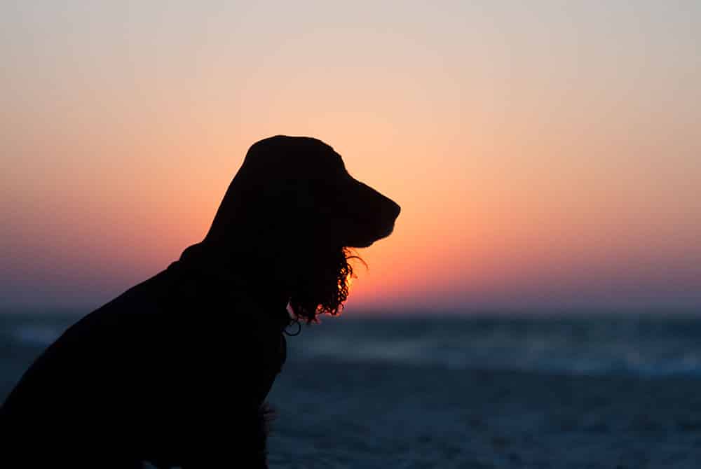 Silhouette of a dog sitting on a beach at sunset. The sky is a gradient of orange and pink hues above a dark horizon. The waves of the sea are visible in the background.
