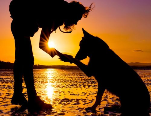 Why Saying Goodbye to a Pet Is So Hard — and How In-Home Euthanasia Can Help