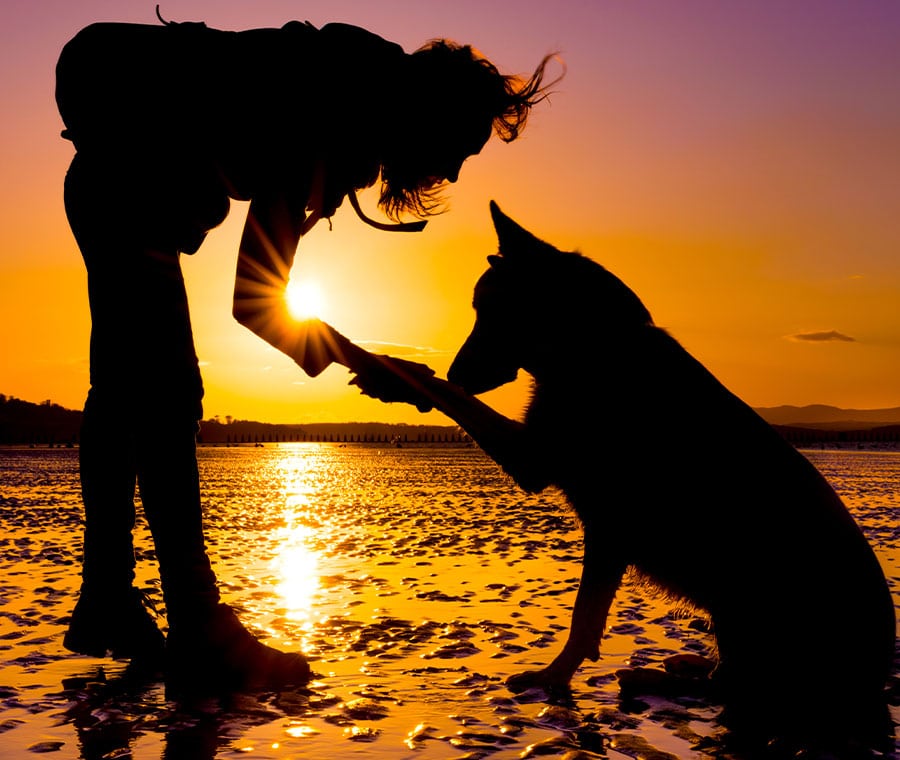 Silhouette of a person and a dog at the beach during sunset. The person is bending forward to shake the dog's paw, with the sun setting on the horizon, casting warm colors in the sky and reflecting on the wet sand.