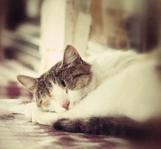 A cat with white and tabby fur is curled up and sleeping peacefully, resting its head on its paws. Soft, warm lighting creates a calm and cozy atmosphere.