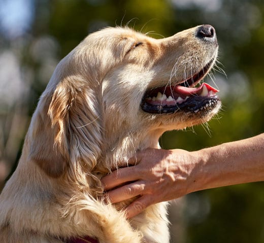 A golden retriever with closed eyes enjoys being petted under the chin by a person’s hand, looking relaxed and happy outdoors in sunlight.